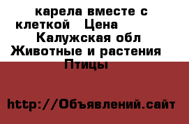 карела вместе с клеткой › Цена ­ 4 500 - Калужская обл. Животные и растения » Птицы   